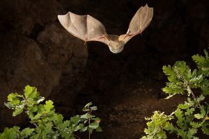 L’Animale di Grotta dell’Anno 2022 è un pipistrello, il Miniottero di Schreiber